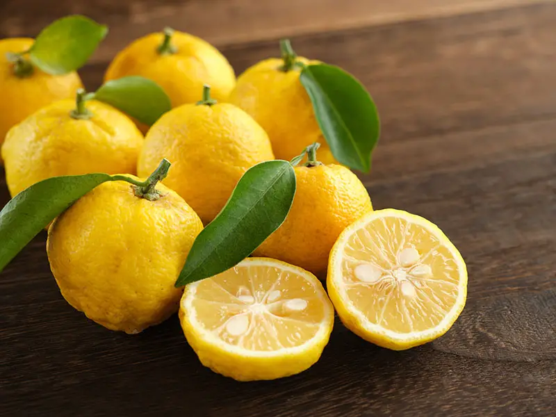 Yuzu Citrus