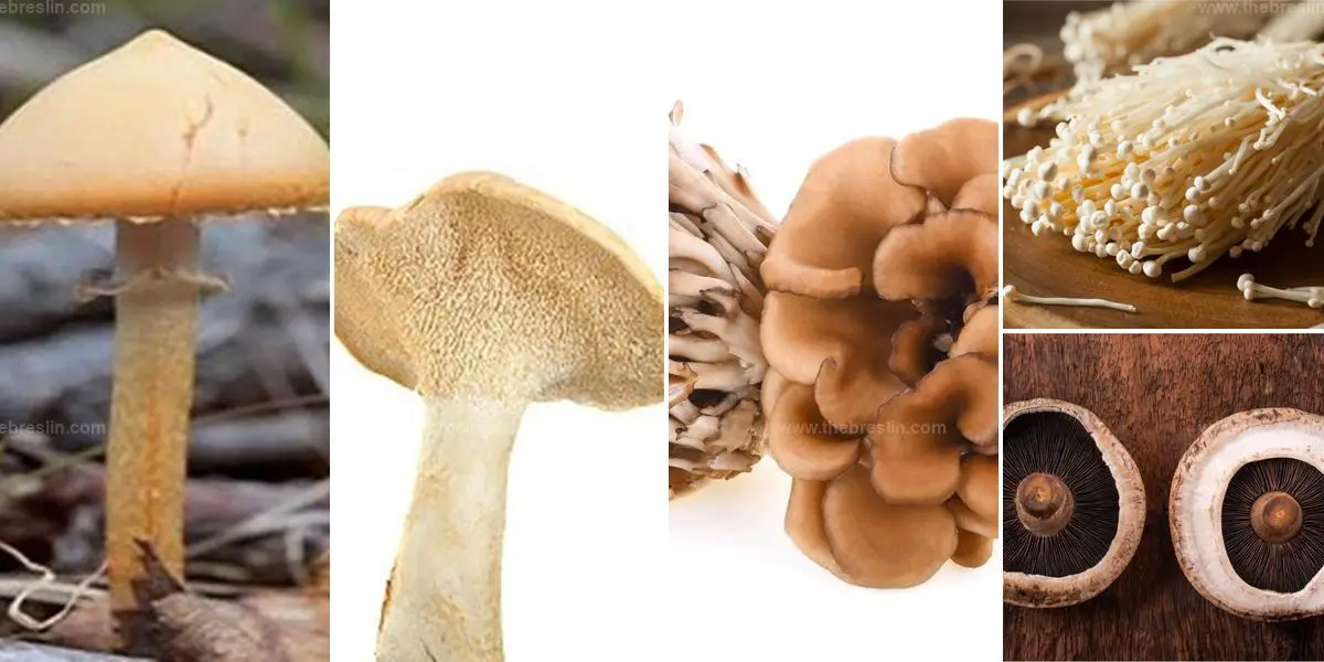 Best Edible Mushrooms